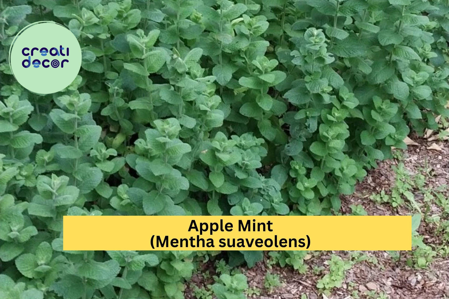 4 Hardy Apple Mint Plants – Mentha suaveolens Root Stock from Smoky Mountains TN – Fast Growing Perennial Herb for Garden