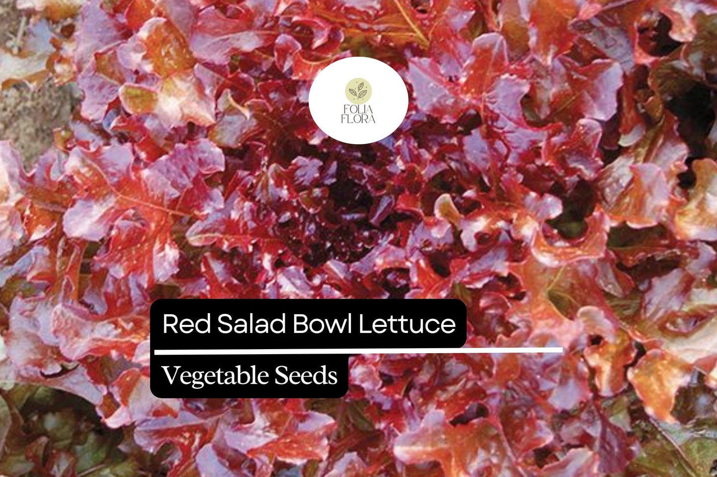 1000 Red Salad Bowl Lettuce Seeds – Lactuca sativa – Heirloom Leaf Lettuce, Deep Red Leaves, Fast-Growing, Non-GMO, Tender & Crisp