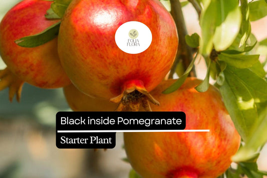 1 Starter Plant Black Inside Pomegranate Tree (Punica granatum) Live Tropical Fruit Tree 10"-24"