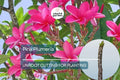 1 Pink Plumeria Unrooted Cutting - Fresh Starter Cutting, Single Head, 10 Inches - Tropical Plant with Fragrant Pink Flowers Plumeria Rubra