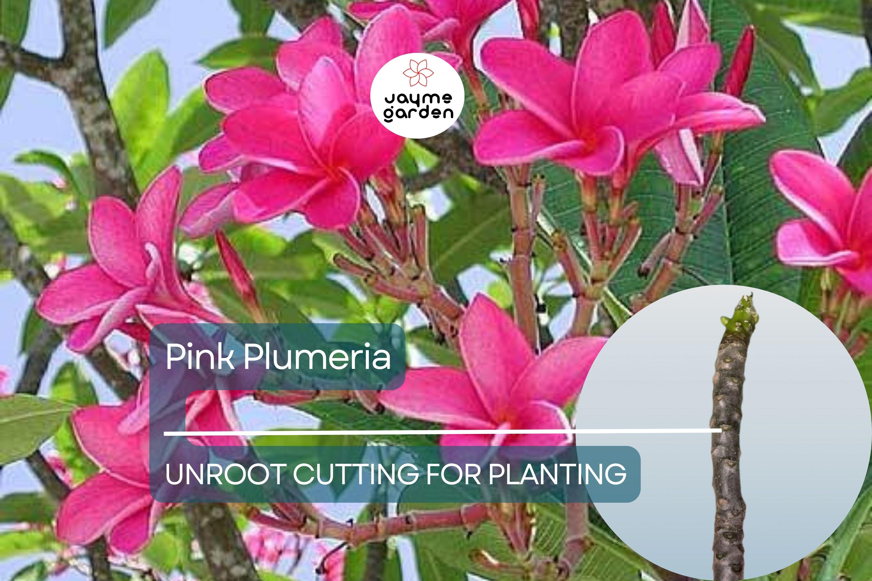 1 Pink Plumeria Unrooted Cutting - Fresh Starter Cutting, Single Head, 10 Inches - Tropical Plant with Fragrant Pink Flowers Plumeria Rubra