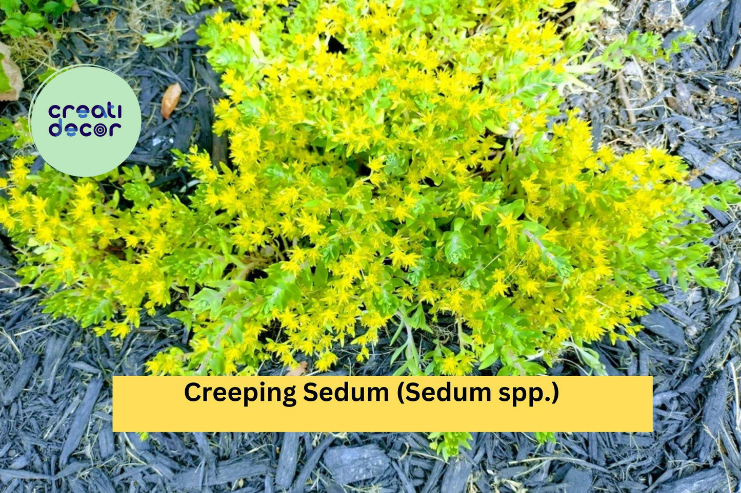 25 Creeping Sedum Plants – Perennial Groundcover Succulent Cuttings 1–3" for Rock Gardens, Borders, and Drought-Tolerant Landscapes