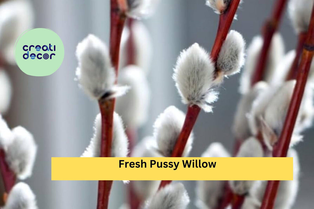 10 Fresh Pussy Willow Cuttings – Unrooted Stems for Planting – Easy to Root Decorative Willow Branches for Home or Garden