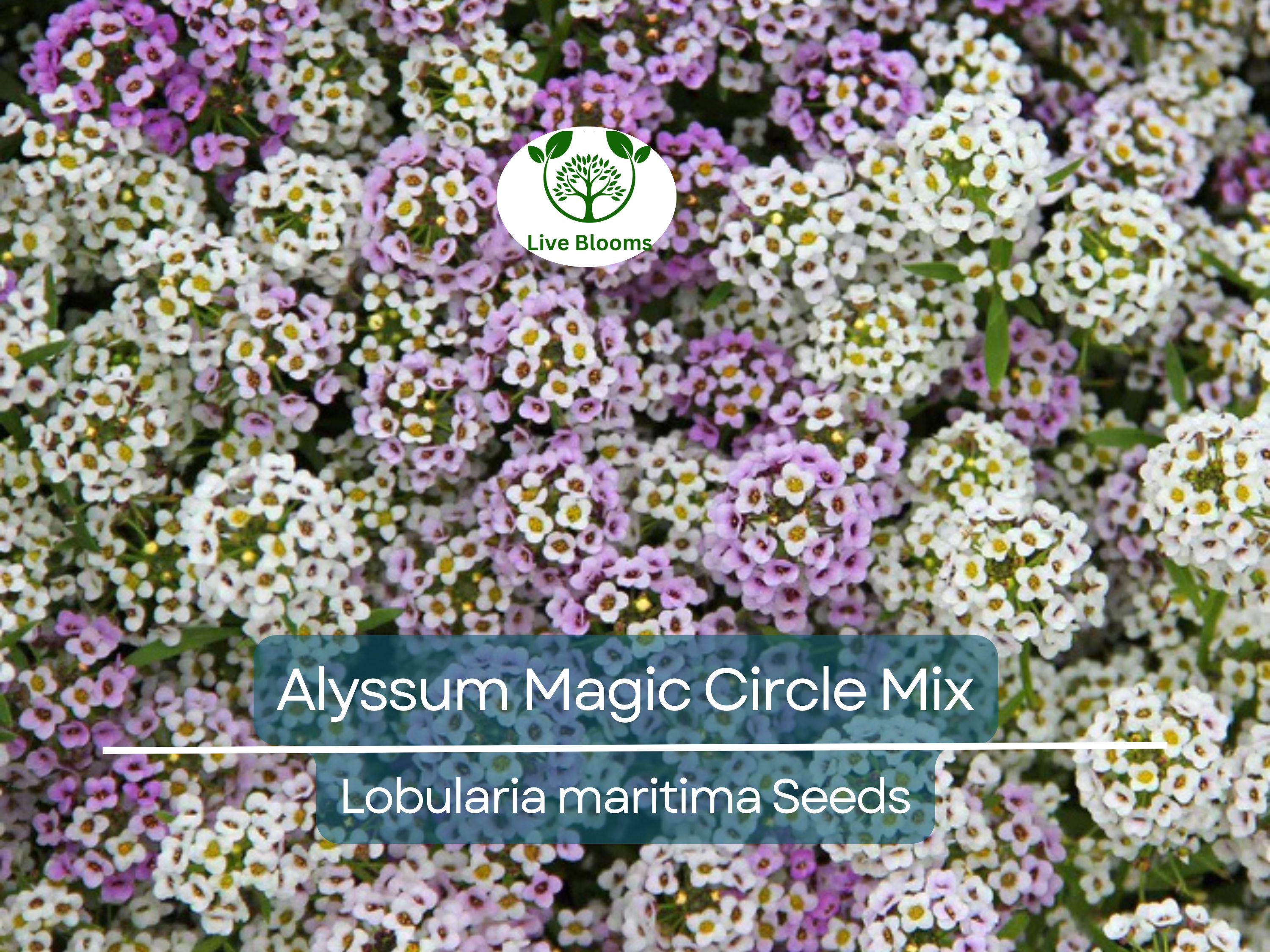 1000 Seeds Alyssum Magic Circle Mix, Trailing Groundcover, Pink, Purple, White, Non-GMO, Sweet-Smelling Flowers, Great for Borders