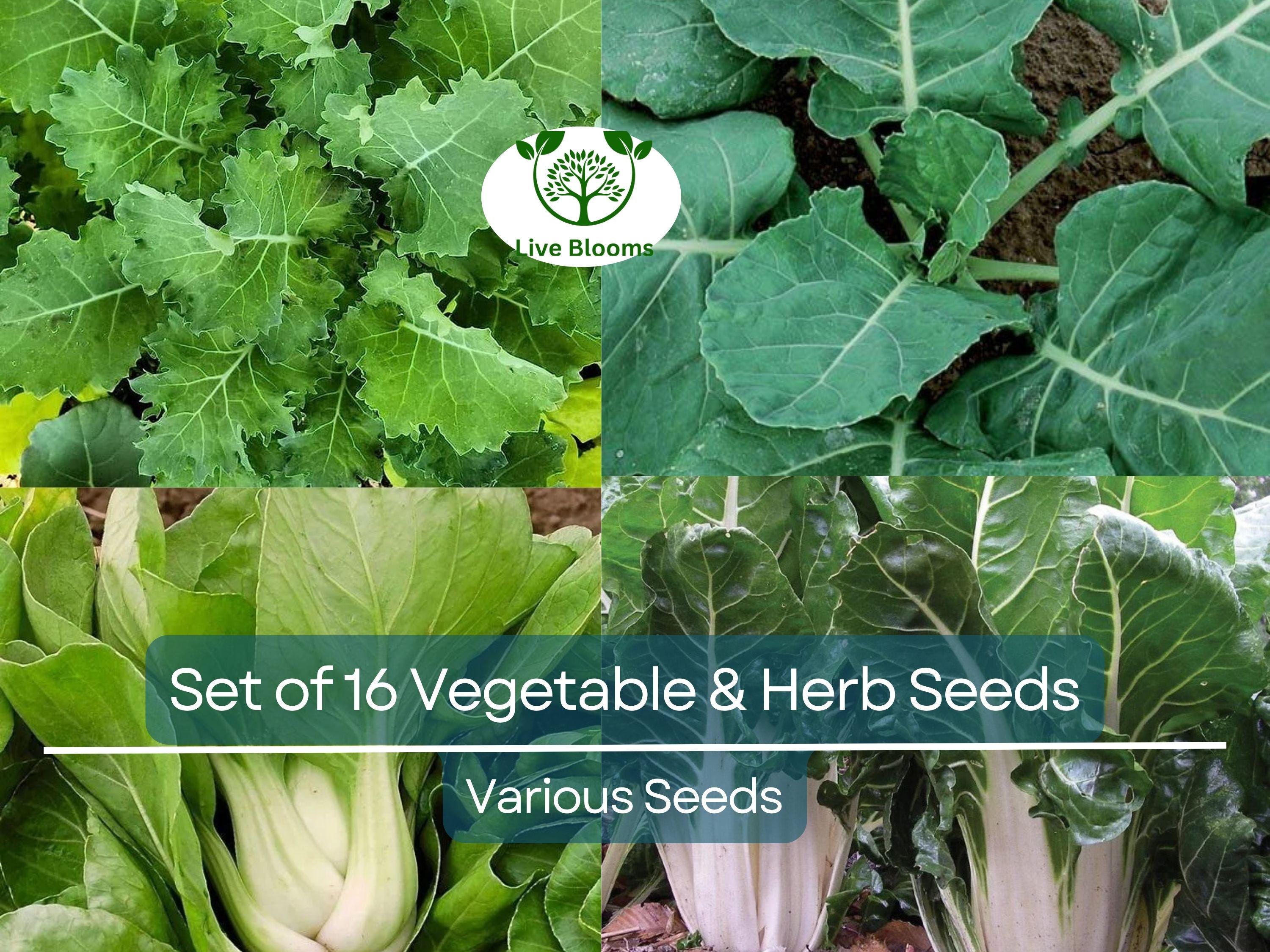 Set of 16 Vegetable & Herb Seeds – Non-GMO Garden Starter Kit, Basil, Parsley, Arugula, Dill, Broccoli, Cilantro, DIY Grow Food Indoors