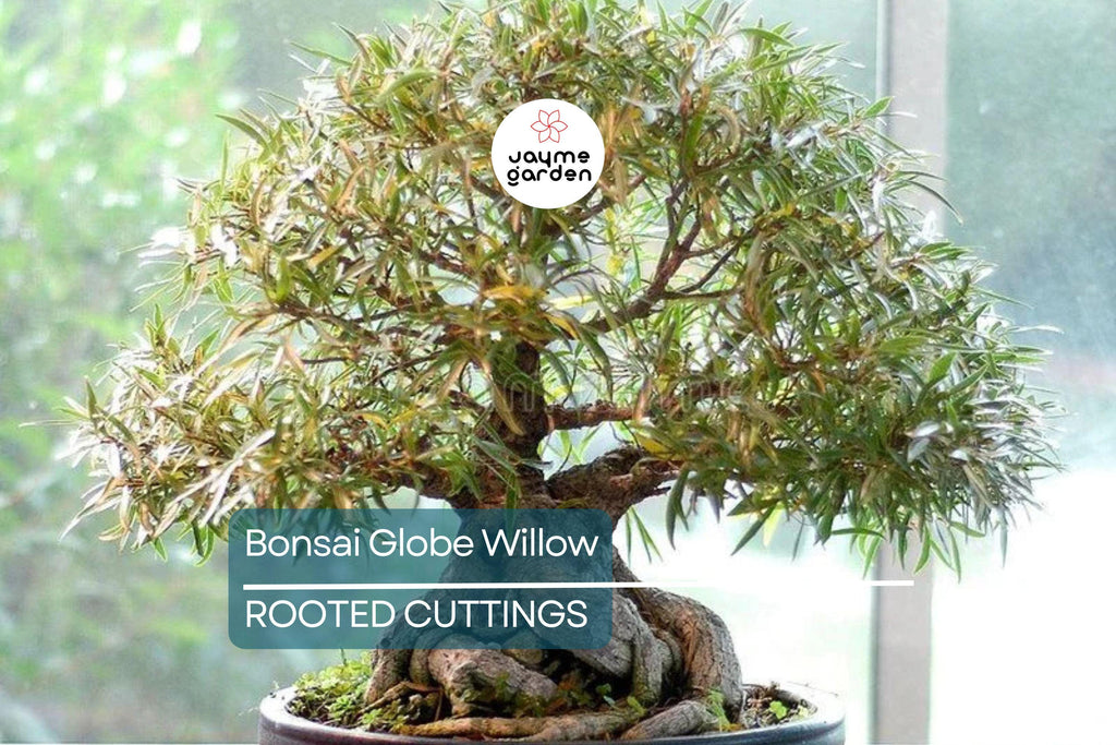 Bonsai Globe Willow Tree | Large Thick Trunk Cutting | Fast Growing | Bare Root | Unique Round Shape | Hardy Zones 3-10 | Easy to Grow