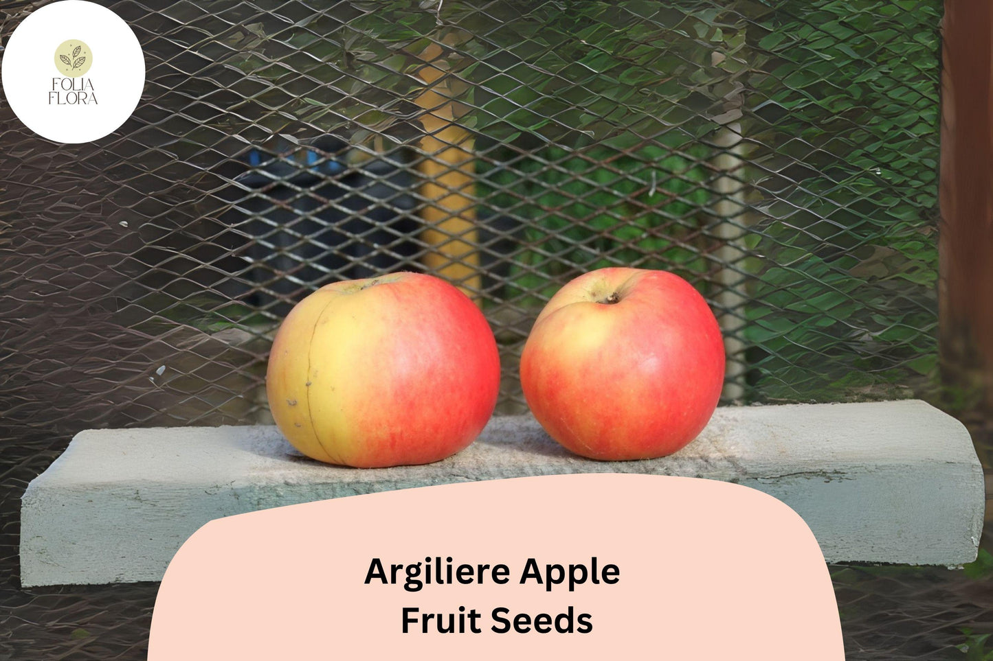 25+ Argilière Apple Seeds | Rare French Heirloom | Malus domestica | Grow Unique Orchard Apple