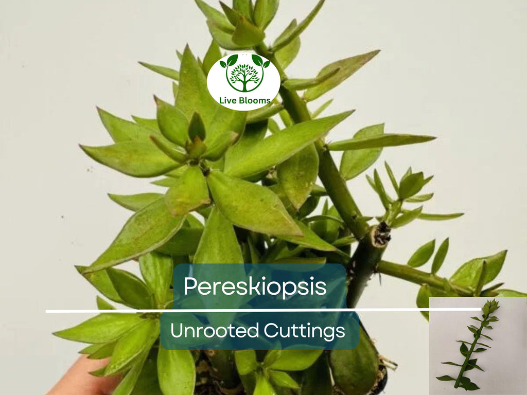 5pcs Pereskiopsis Unrooted Cuttings - Cactus Grafting Rootstock, Pereskiopsis spp., Cactus Propagation, Succulent Starter, Rare Cuttings