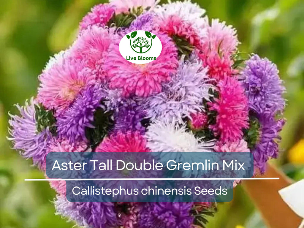 20 Seeds Aster Tall Double Gremlin Mix, Aster novi-belgii, Non-GMO 30" Cut Flowers, Sun/Part Shade Perennial, Vibrant Garden Blooms