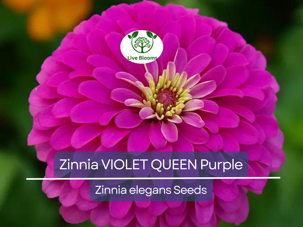 100 Zinnia 'Violet Queen' Seeds – Purple Zinnia elegans – Attracts Butterflies, Hummingbirds, Songbirds – Non-GMO, Annual Blooms