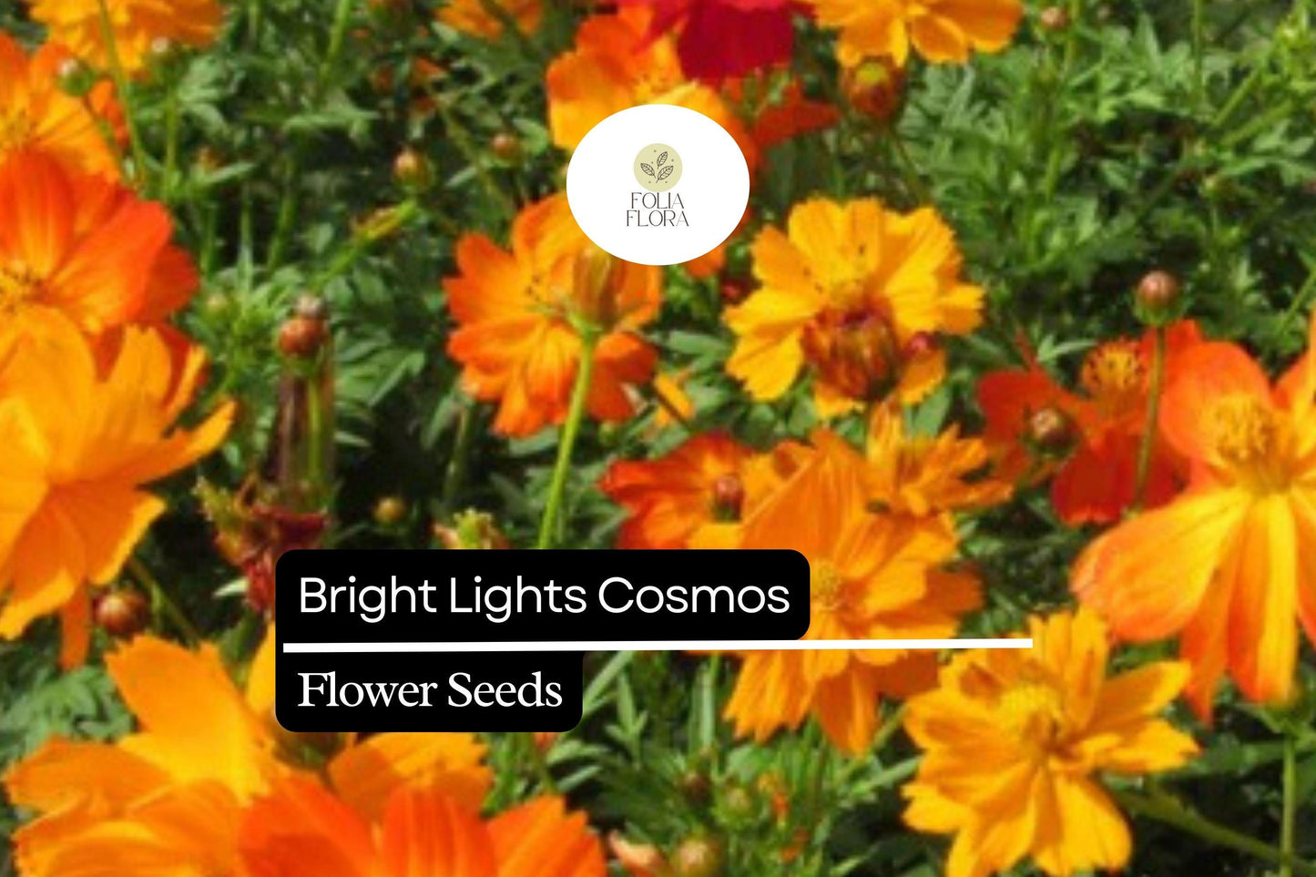 Bright Lights Cosmos (Cosmos sulphureus) – Vibrant Orange & Yellow Flowers, Easy to Grow, Pollinator-Friendly