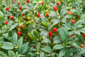 Chiltepin – Hot Pepper 30 Seeds | Wild Chili Pepper | Very Hot | Authentic Southwestern & Mexican Variety