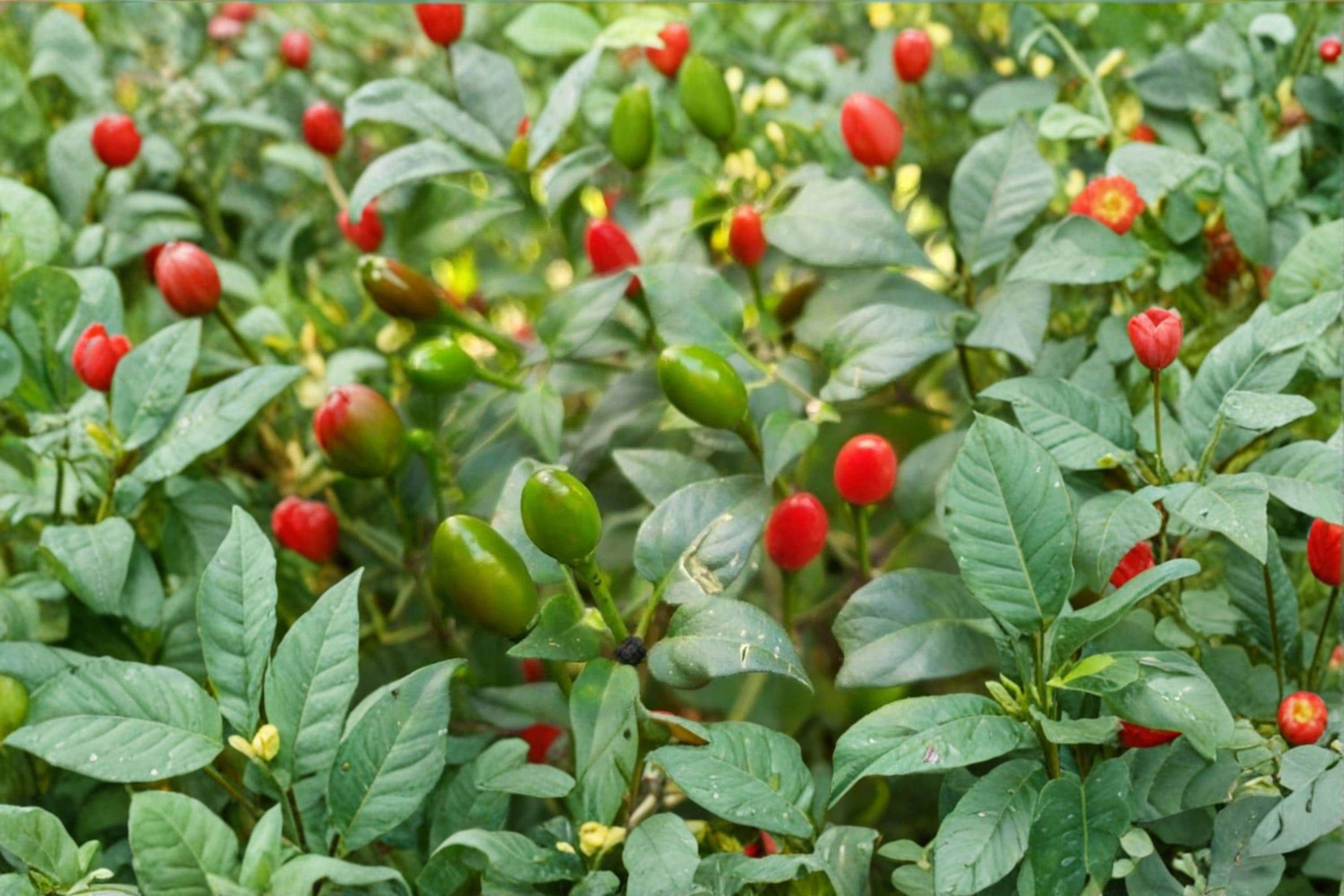 Chiltepin – Hot Pepper 30 Seeds | Wild Chili Pepper | Very Hot | Authentic Southwestern & Mexican Variety
