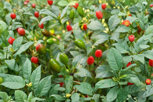 Chiltepin – Hot Pepper 30 Seeds | Wild Chili Pepper | Very Hot | Authentic Southwestern & Mexican Variety