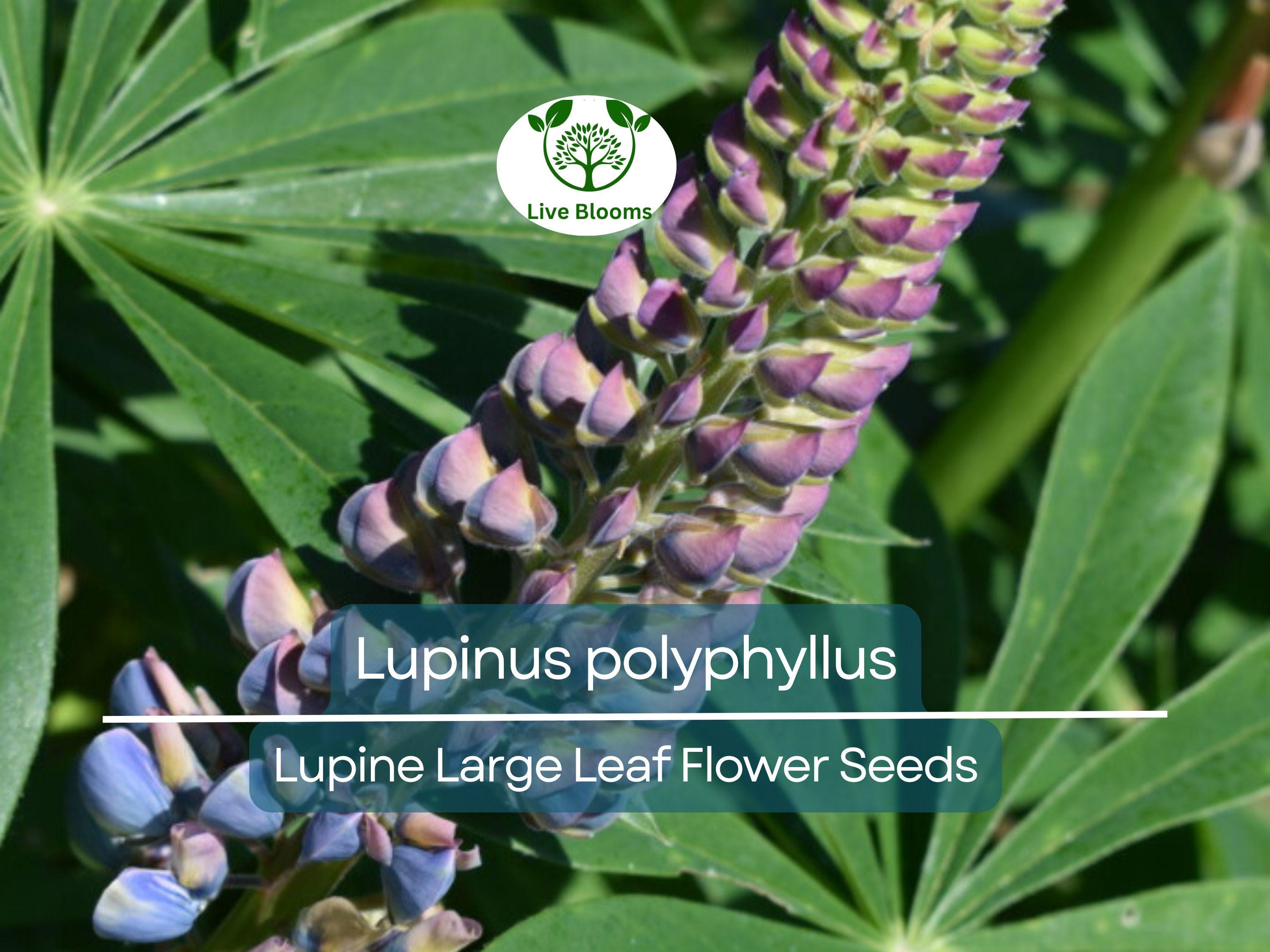 20 Seeds Lupine Large Leaf for Planting – Lupinus polyphyllus, Perennial Flower, Beautiful Garden Plant, Blue & Purple Blooms, Easy to Grow