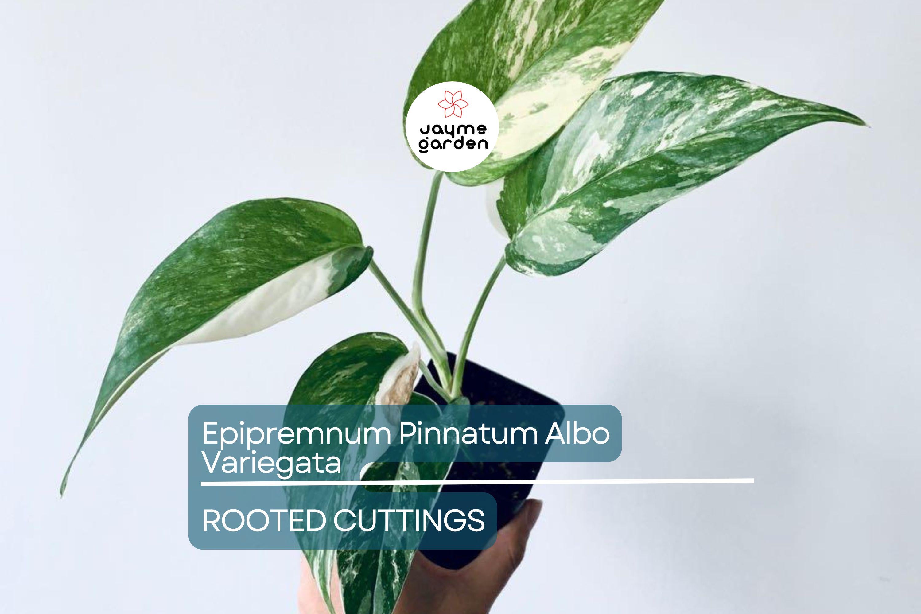 Epipremnum Pinnatum Albo Variegata Rooted Cutting - Healthy Houseplant with Strong Roots - Rare Variegated Foliage