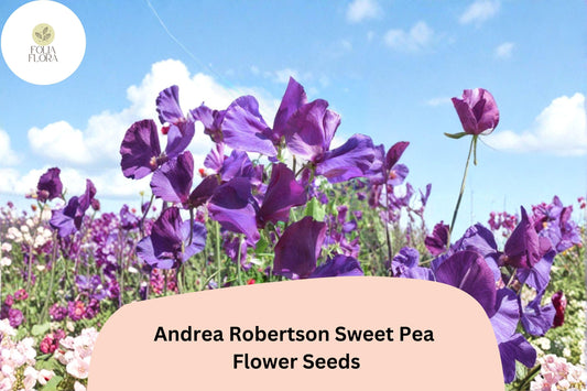 50+ Andrea Robertson Sweet Pea Seeds | Deep Purple Tall Climbing Cottage Garden Flowers