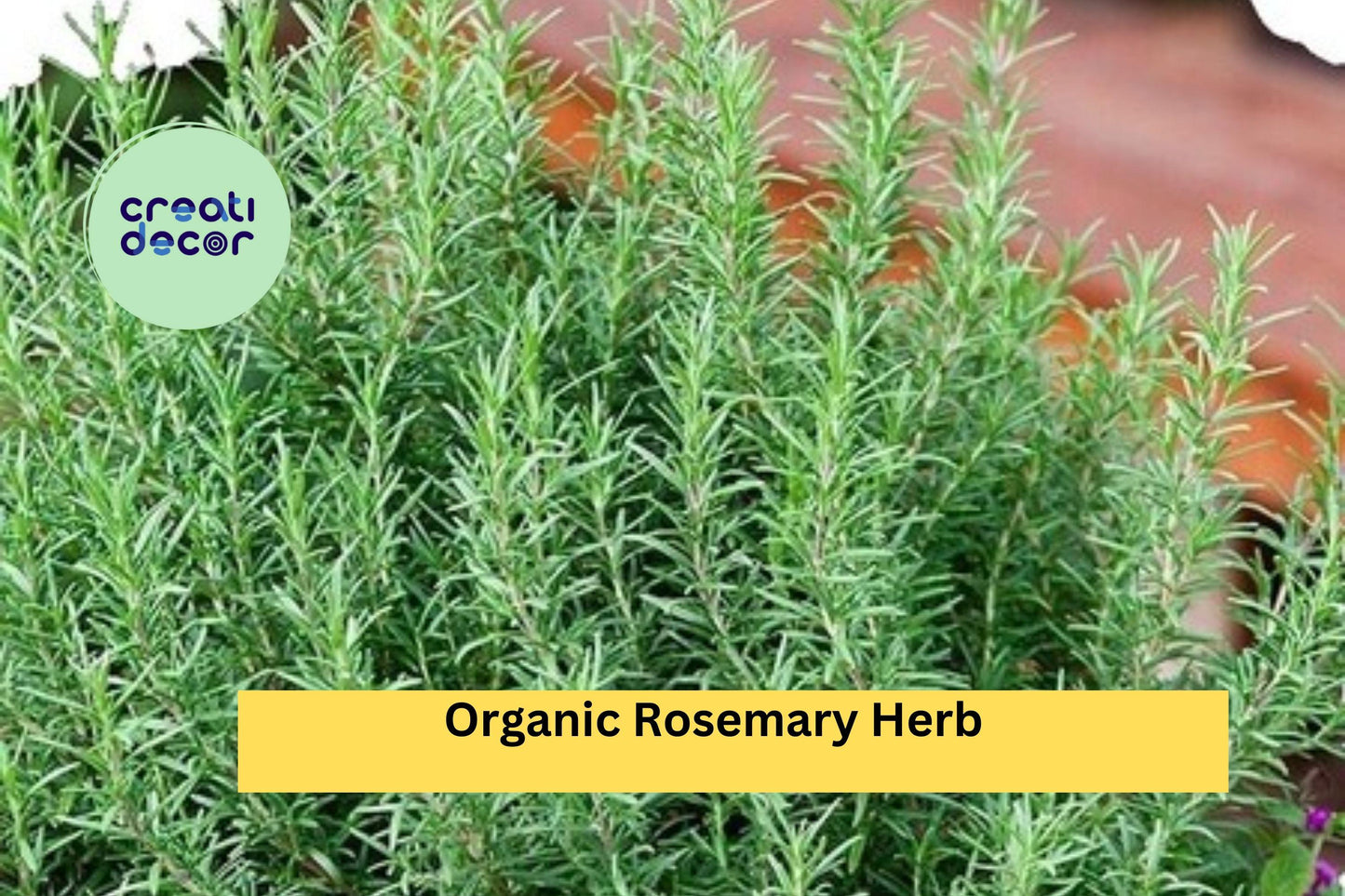 Organic Rosemary – 12 Live Cuttings (10" Each), Salvia rosmarinus Herb Starter Plants, Culinary & Ornamental Evergreen Shrub