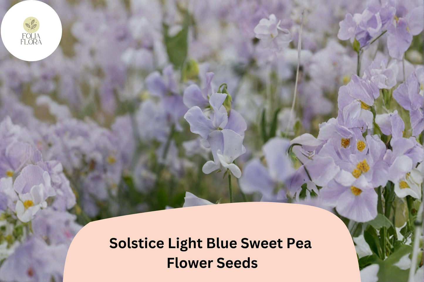 Solstice Light Blue Sweet Pea Seeds | Lathyrus odoratus Climbing Vine (50+ Seeds) for Garden Planting