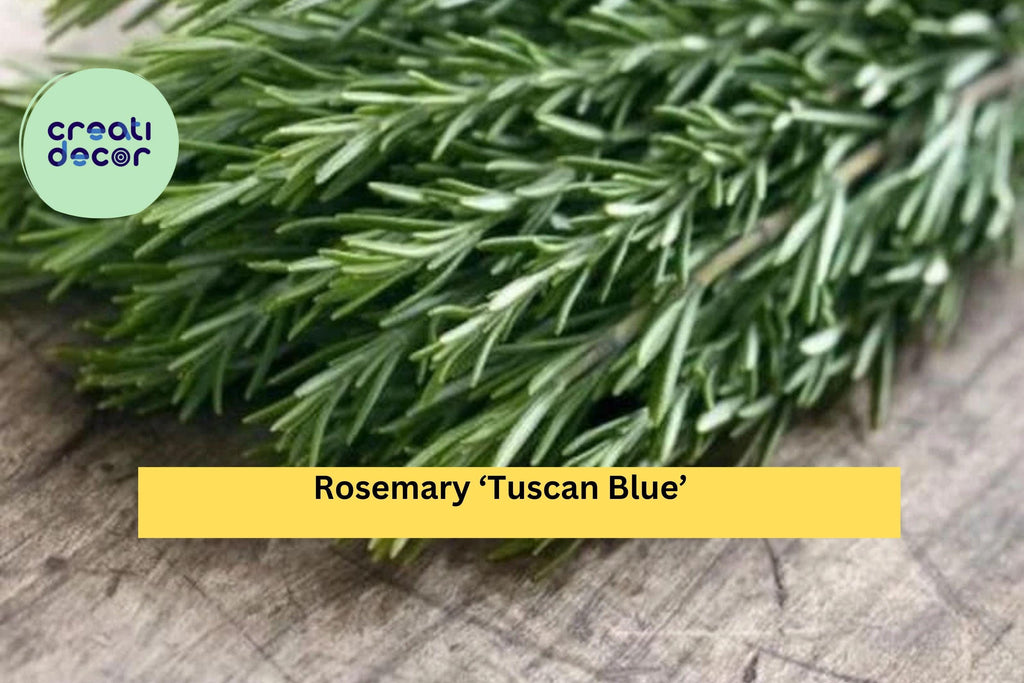Organic Rosemary ‘Tuscan Blue’ Live Starter Plant – Aromatic Culinary Herb, Evergreen Shrub for Pots or Garden, Hardy Zones 8–11