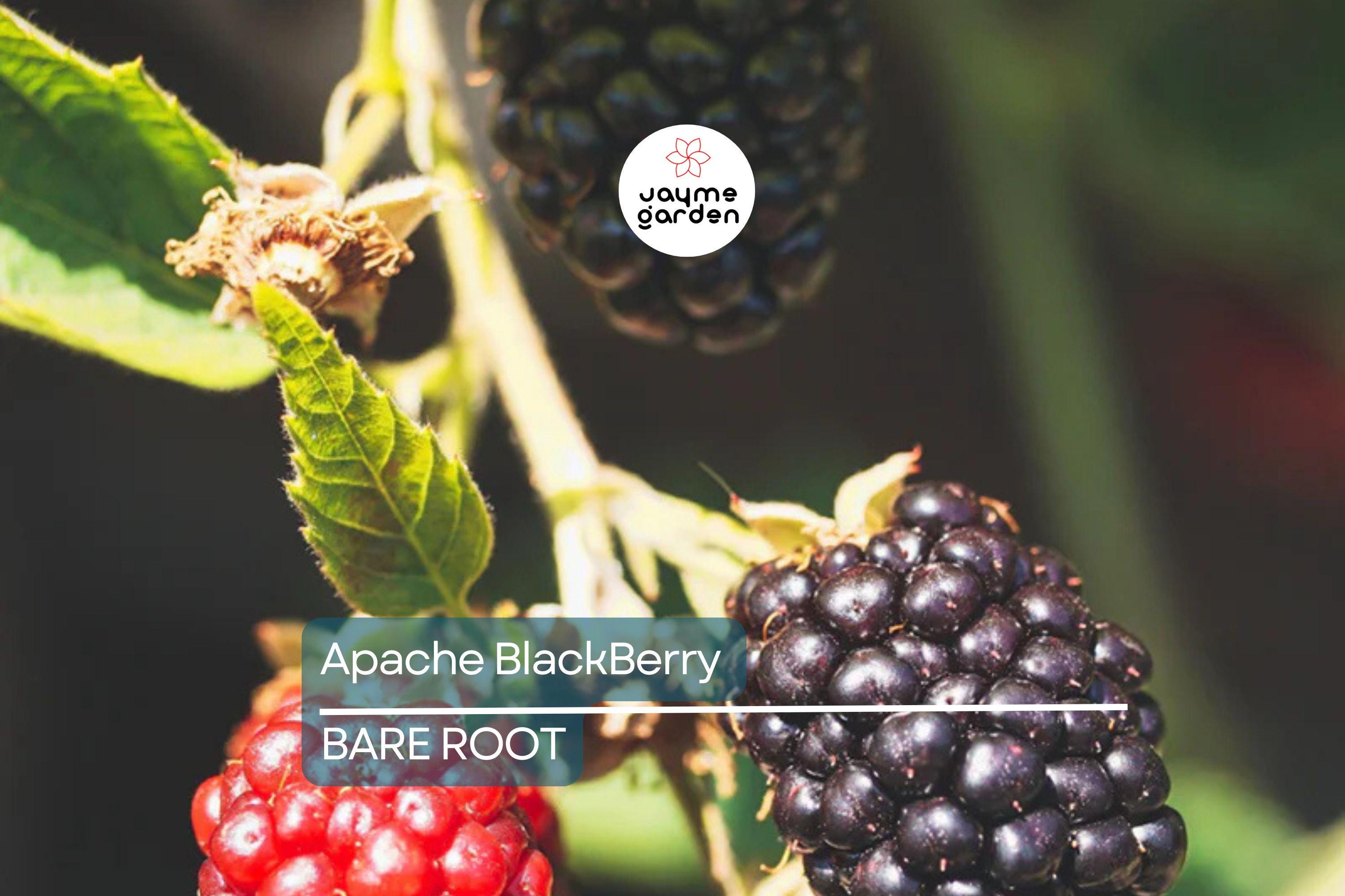 3 Apache Thornless Blackberry Plants - Bare Root, Rubus Fruit Bush, Easy to Grow, High-Yield, Sweet Berries
