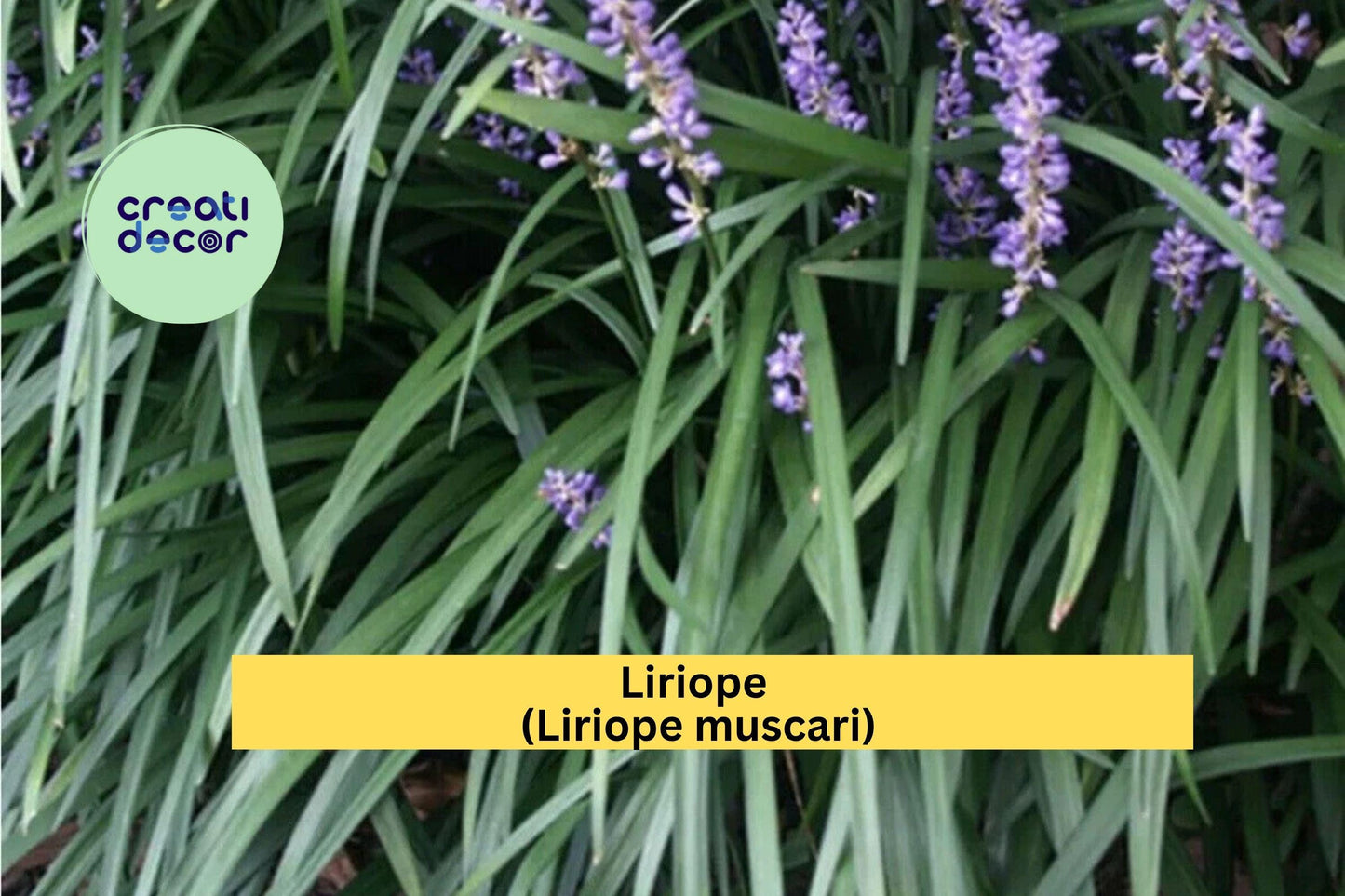 Liriope (Liriope muscari) – 15 Rooted Starter Plugs – “Monkey Grass” Lilyturf Groundcover for Borders & Landscaping