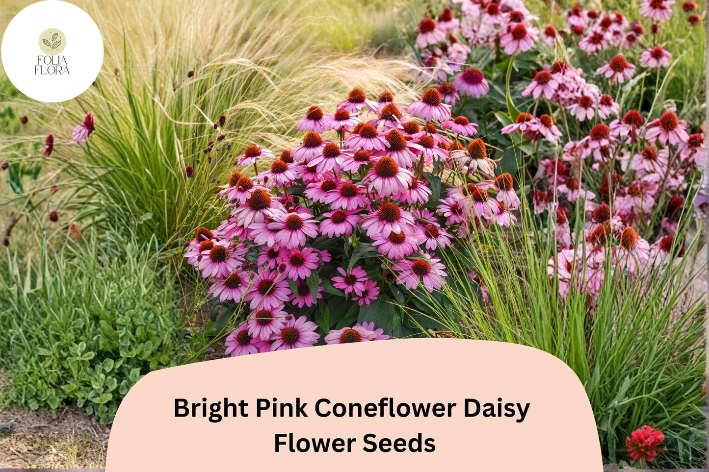 200+ Bright Pink Coneflower Daisy Seeds | Echinacea purpurea | Hardy Perennial Flowers for Pollinator Gardens