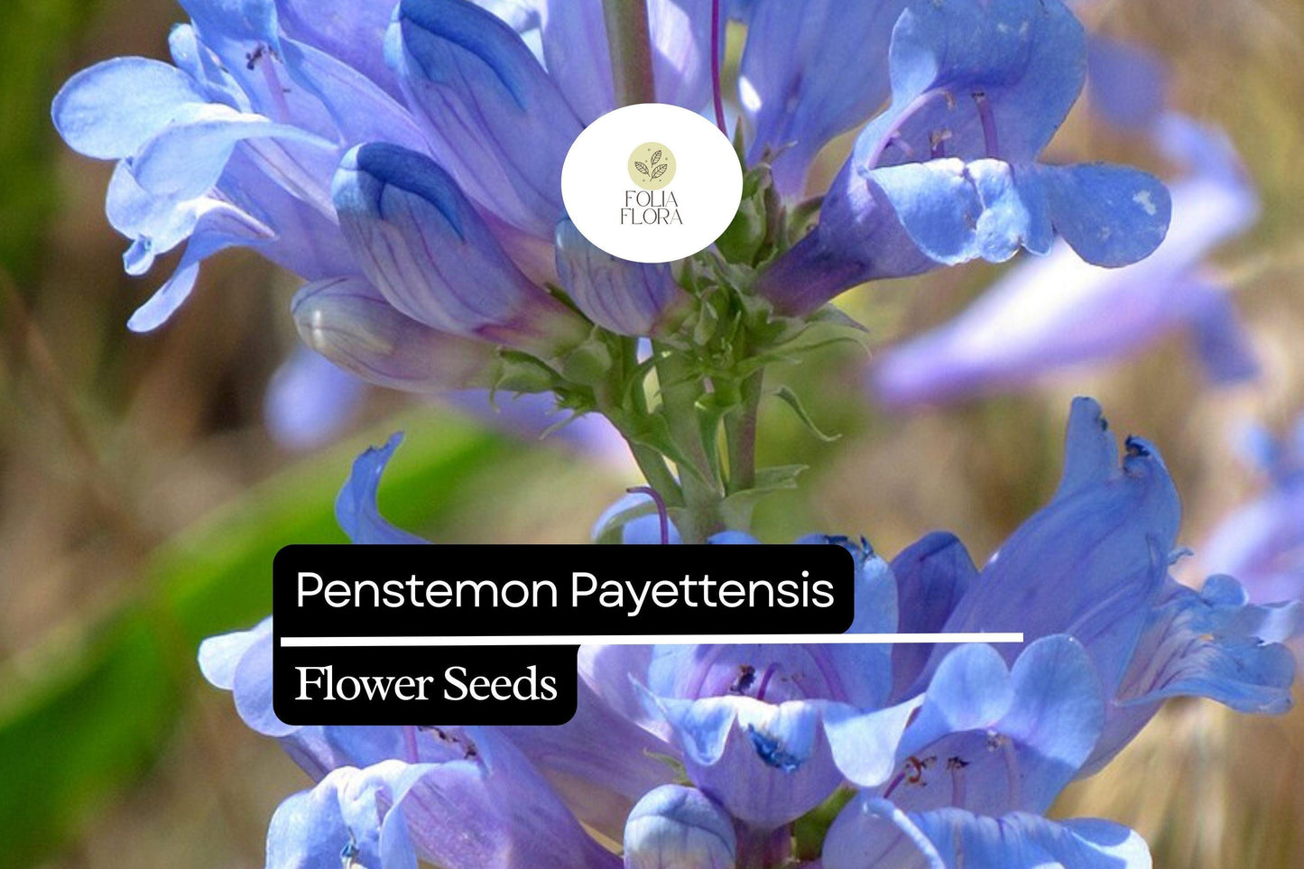 100mg Penstemon payettensis - Payette Penstemon Seeds, Rare Native Wildflower for Pollinator Gardens