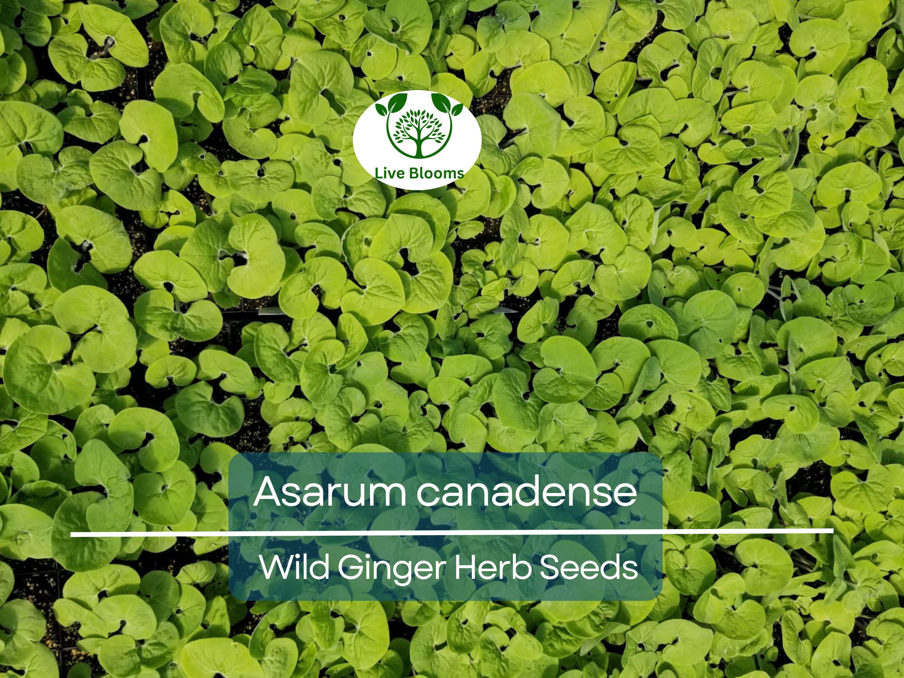 100 mg Seeds Wild Ginger (Asarum canadense) for Planting | Native Ground Cover Herb for Shady Gardens and Landscaping