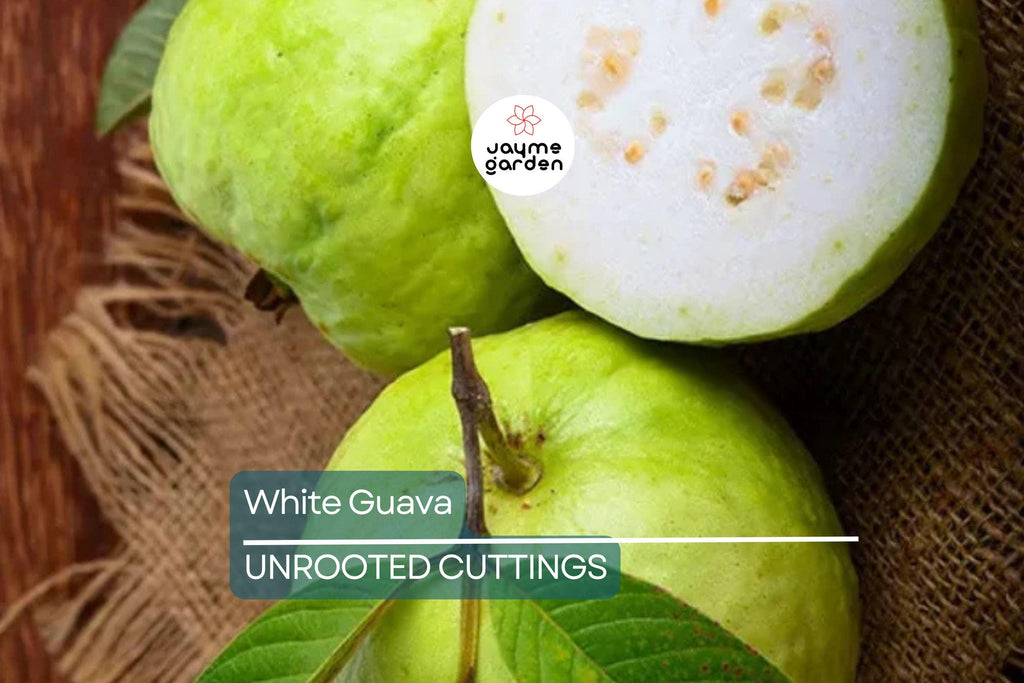 Guava Tree  – Live Tropical White Guava Fruit Tree – Ships in Pot – Ready to Plant