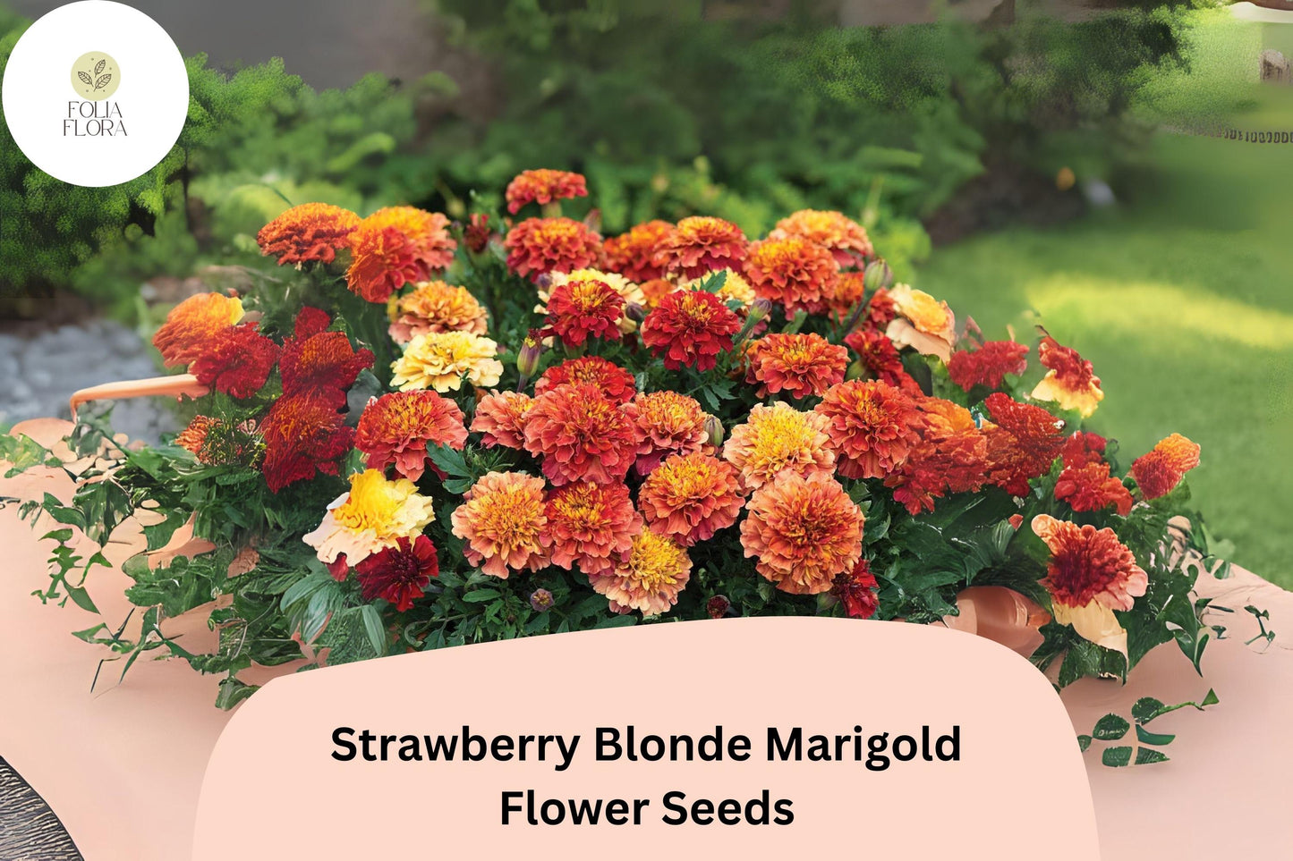 25+ Strawberry Blonde Marigold Seeds | Tagetes patula | Unique Pastel Rose & Yellow Blooms | Easy Annual Garden Planting