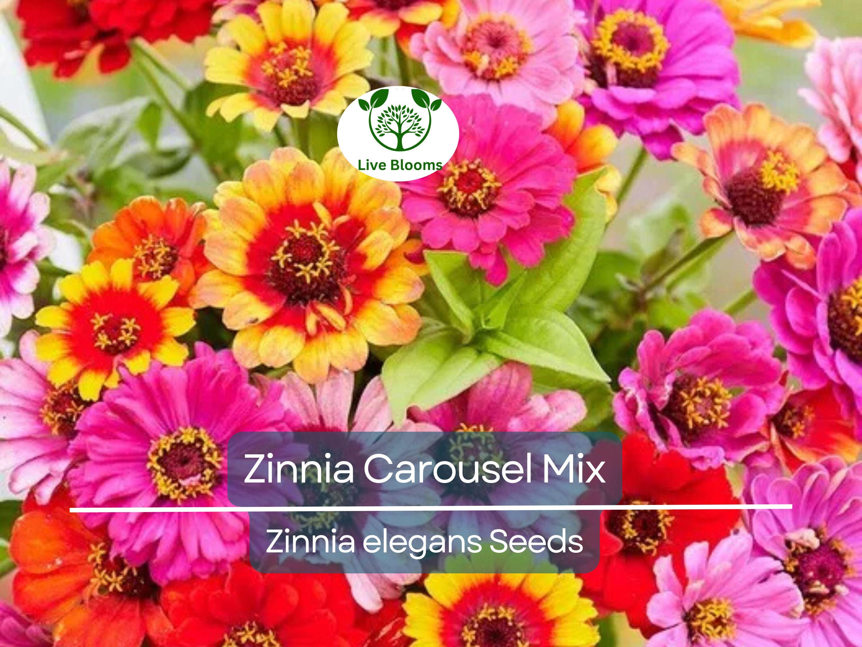 200 Seeds Zinnia Carousel Mix, Heirloom, Non-GMO, Large 4" Blooms, Vibrant Carnival Colors, Perfect for Gardens & Cut Flowers