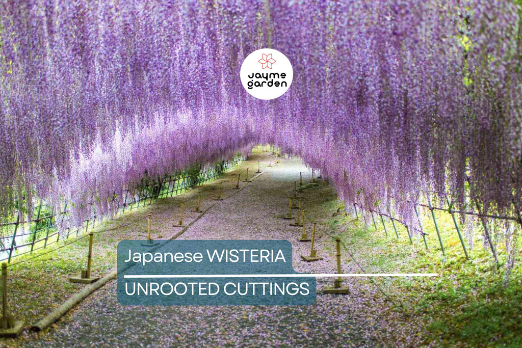 Japanese Wisteria Cuttings - 10 Fresh Softwood Cuttings (5-8 in) - Fragrant Purple Flowers, Fast Blooming, Ready to Grow
