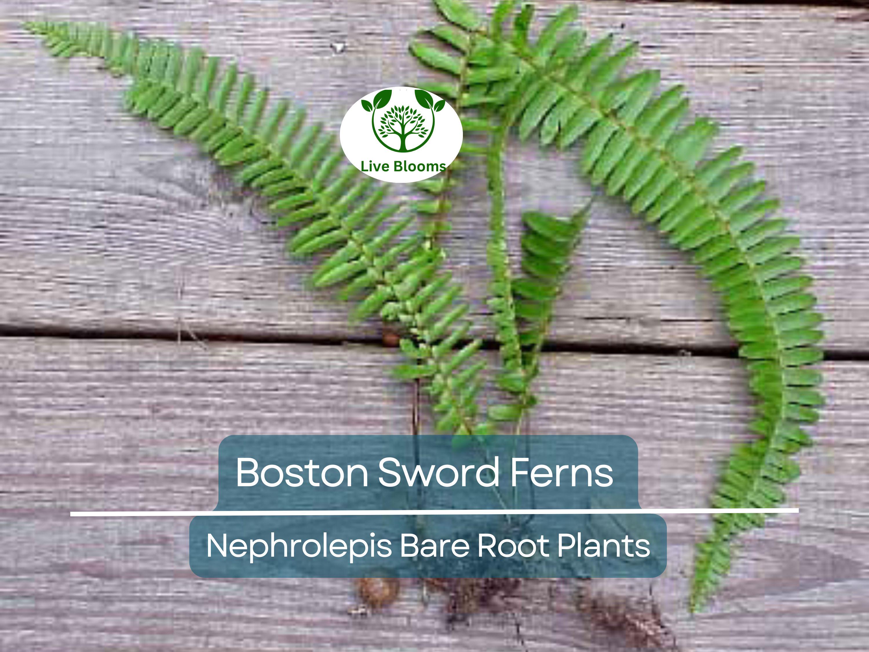 12 Boston Sword Ferns - Nephrolepis Exaltata - Bare Root Live Plants Bundle - Indoor Air Purifier Ferns