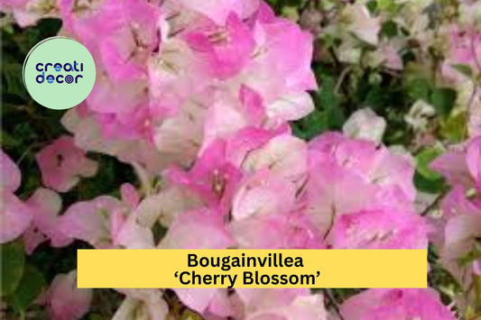Bougainvillea ‘Cherry Blossom’ | Live Rooted Starter Plant | Pink Flowering Vine for Garden, Patio, or Container