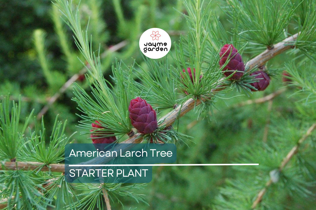American Larch Tree Live Bare Root, 10–12" Tamarack, Fast Growing, Zone 3–9