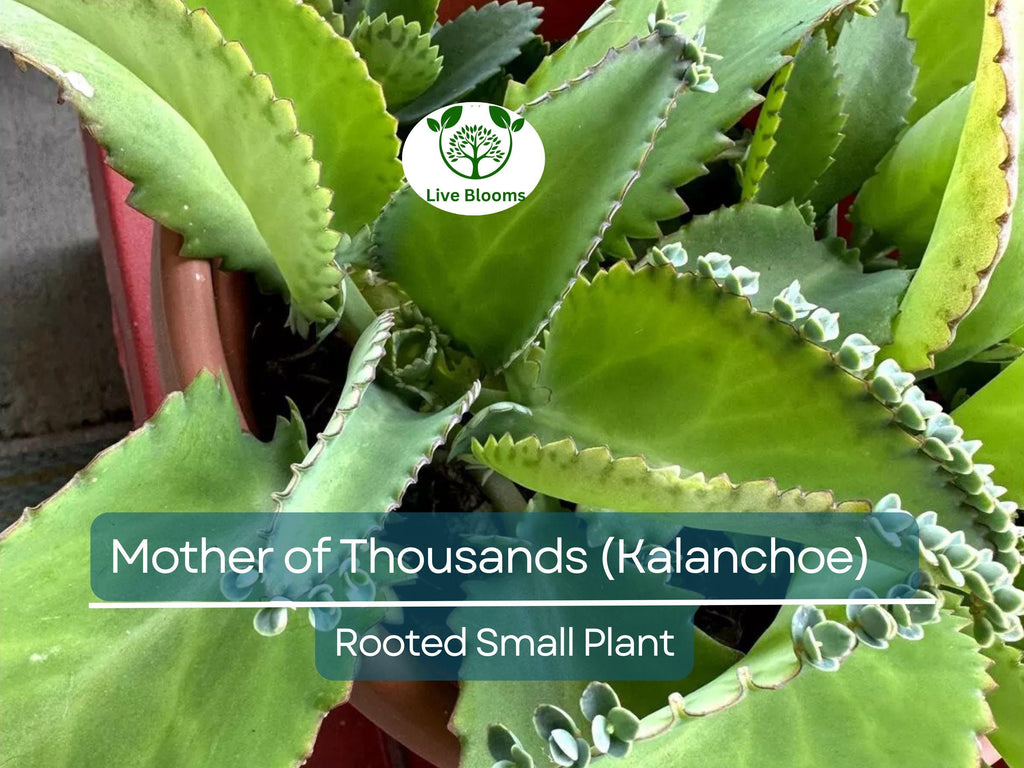 1 Mother of Thousands Plant (Kalanchoe) - Rooted Small Plant, Easy Care Succulent, Unique Indoor Plant, Fast-Growing, for Succulent Garden