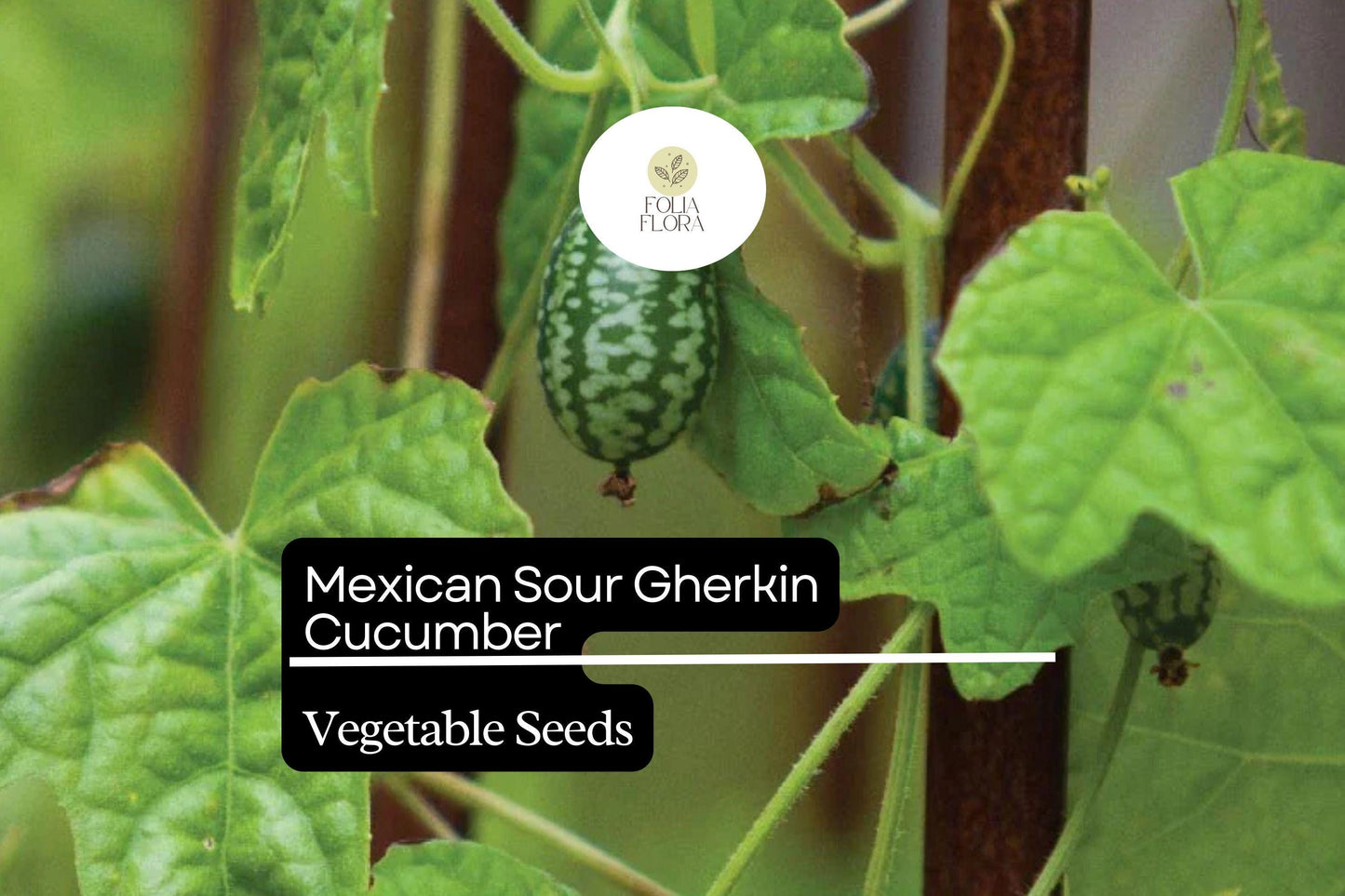 25 Seeds Mexican Sour Gherkin Cucumber (Melothria scabra) – Tiny, Tangy, Heirloom Cucumber