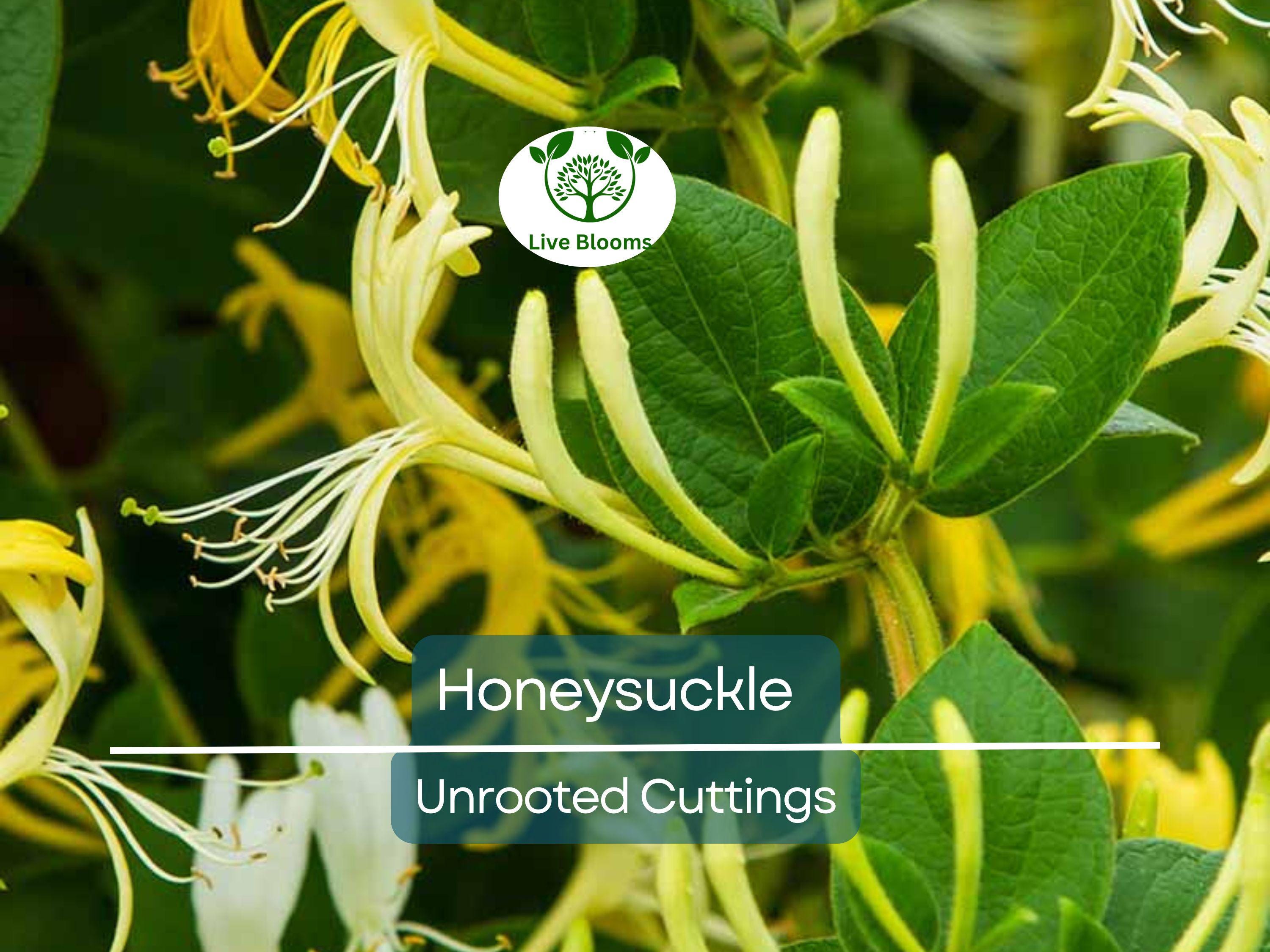 6 Honeysuckle Plant Unrooted Cuttings - 6-8" Long - Lonicera, Sweet-Scented Flowering Vine, Easy to Grow, Fast-Growing Shrub