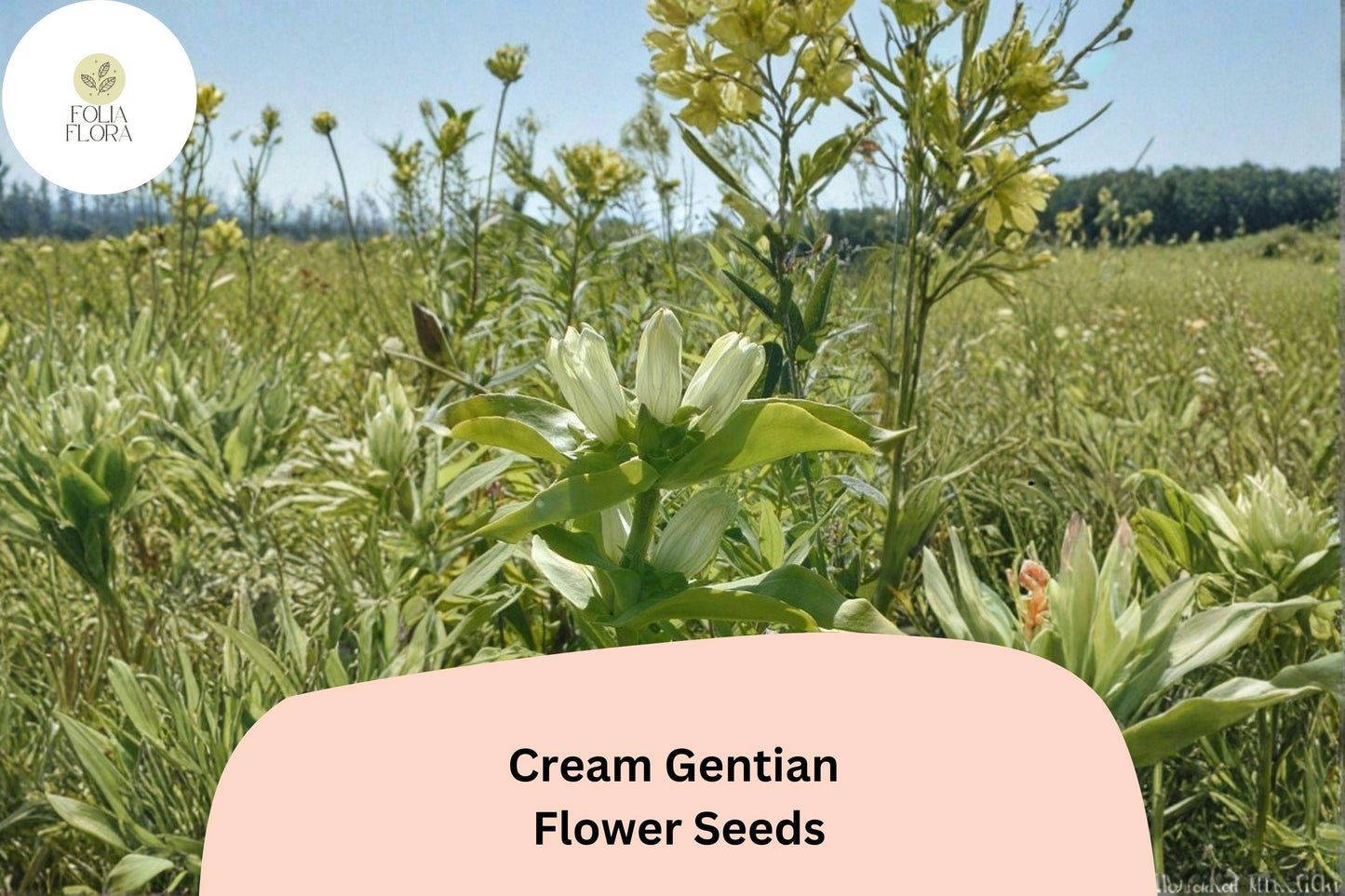 Cream Gentian Seeds – 100 Gentiana flavida | Native Pale Yellow Wildflower | Perennial Garden Plant
