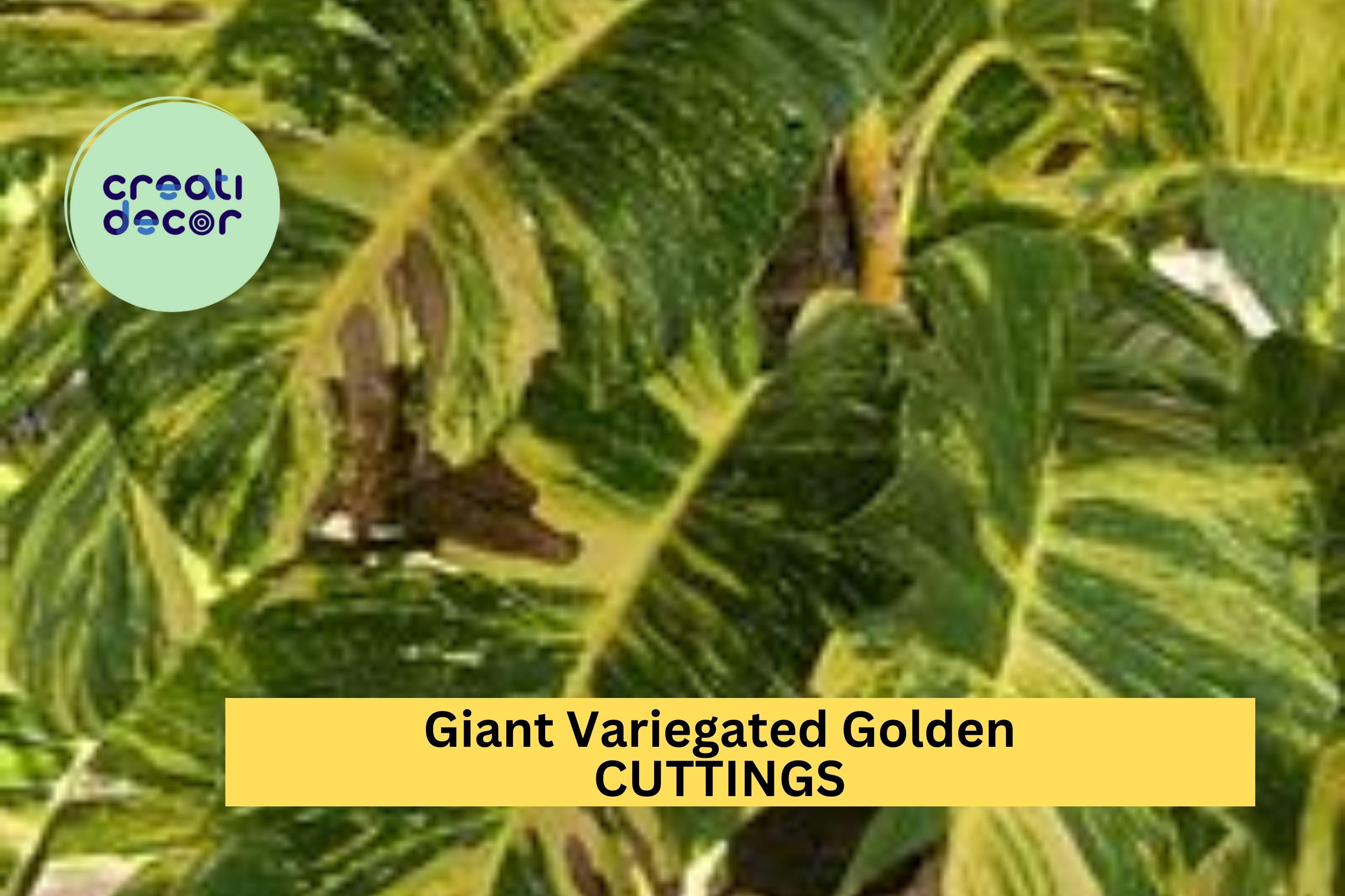 5 Rooted Giant Variegated Hawaiian Pothos Cuttings – Golden Leaf Bulk Set with Roots for Indoor Jungle or Hanging Baskets – USA