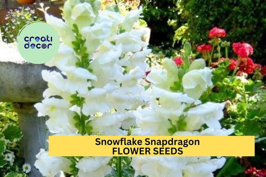 1000+ Snowflake Snapdragon Seeds – Elegant White Blooms for Garden Planting, Tall Spikes for Borders, Bouquets & Pollinator Gardens – USA