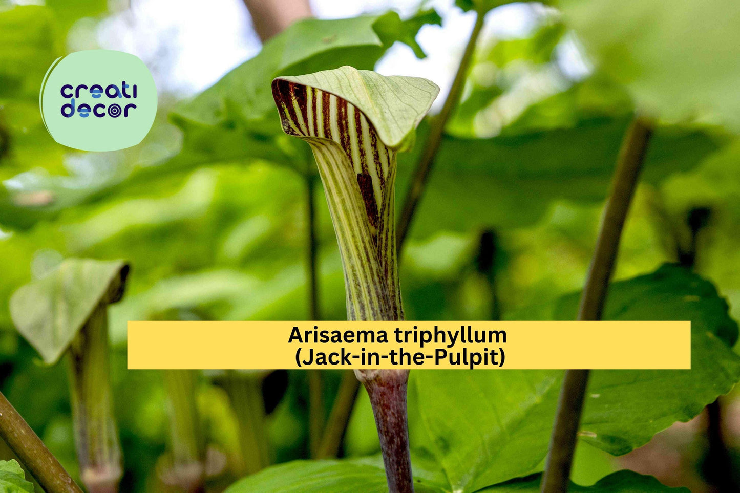 Arisaema triphyllum Seeds – Jack-in-the-Pulpit Native Woodland Plant, 5 Seeds for Shade Gardens