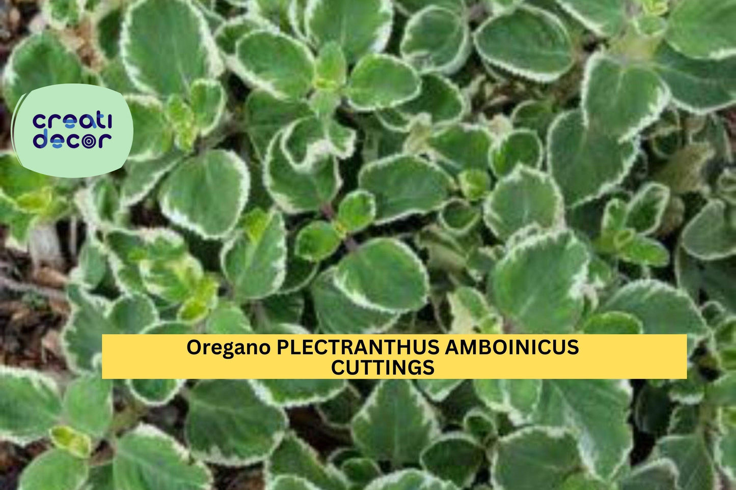 5 Variegated Cuban Oregano Cuttings | Plectranthus Amboinicus Herb Starter | Fresh Unrooted Succulent-Like Herb Plant