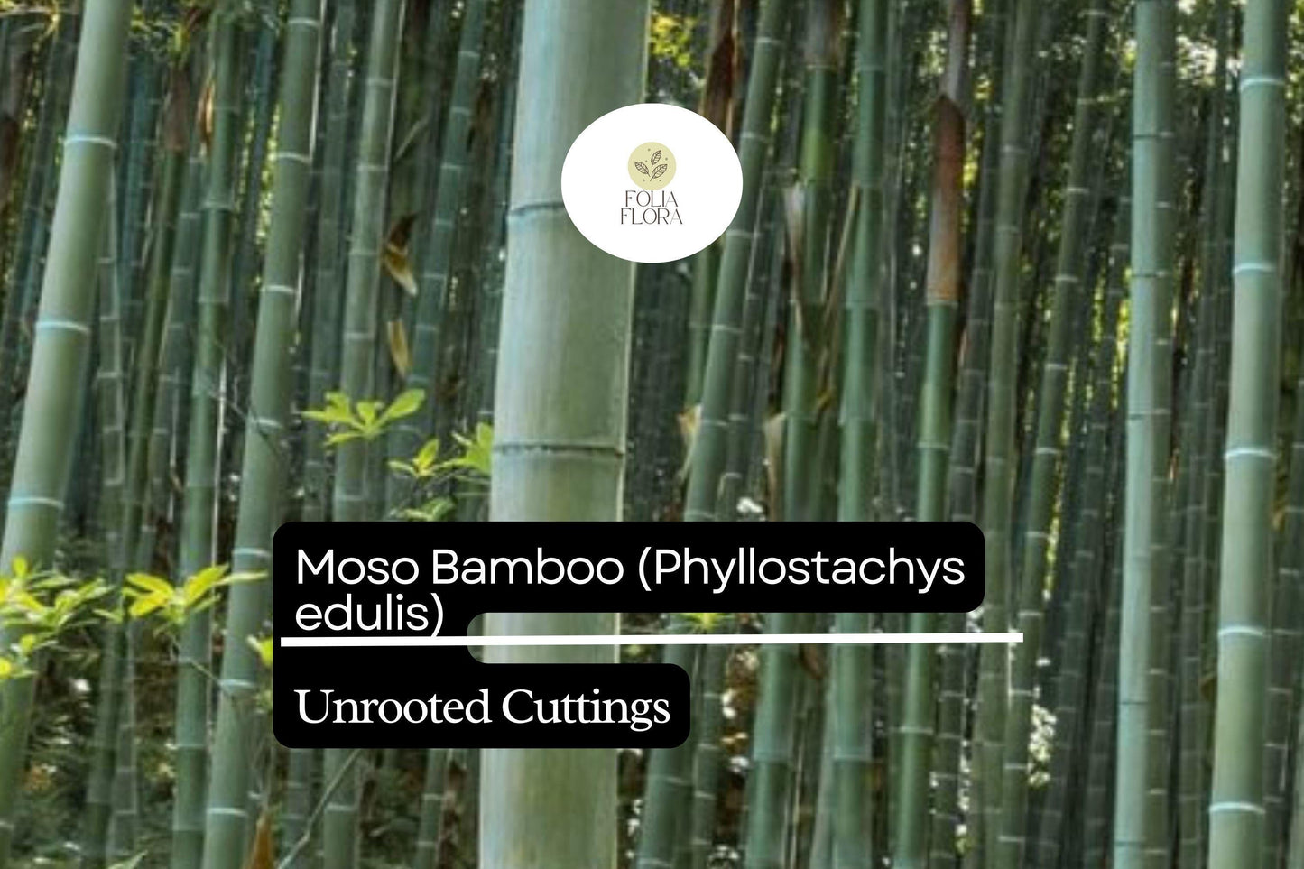 1 Unrooted Cuttings Moso Bamboo Plant (Phyllostachys edulis) Big Live Plant for Garden