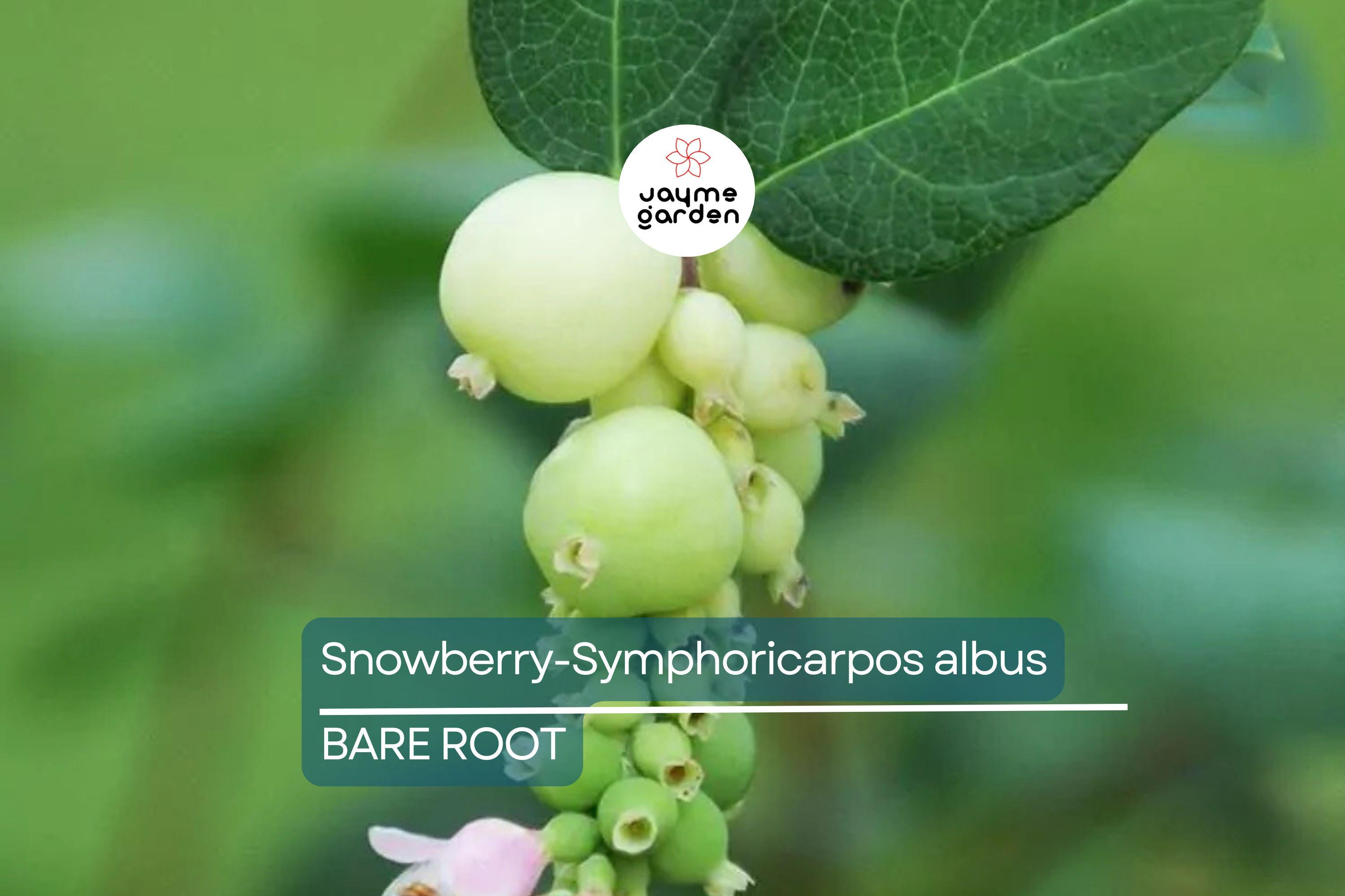 Snowberry Symphoricarpos Albus | 12-24" Tall Bare Root Plants | White Berries | Hardy Shrub for Wildlife | USDA Zones 3-7