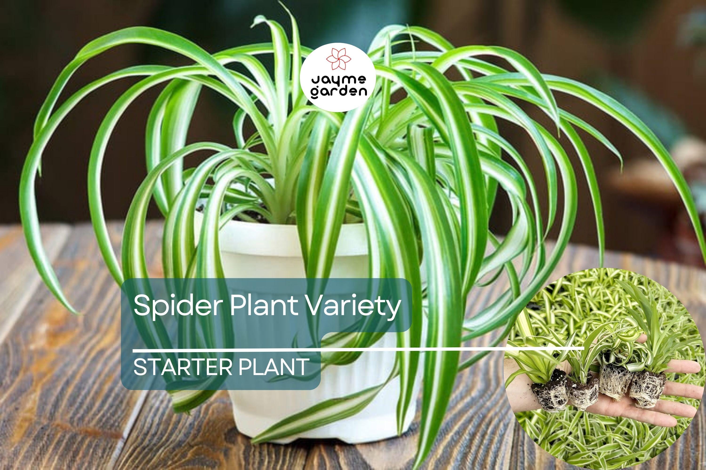 1 Spider Plant Variety Pack | Ocean, Hawaiian, Green, Bonnie Curly | Live Air-Purifying Starter Plants | Easy Indoor Decor | Great Gift