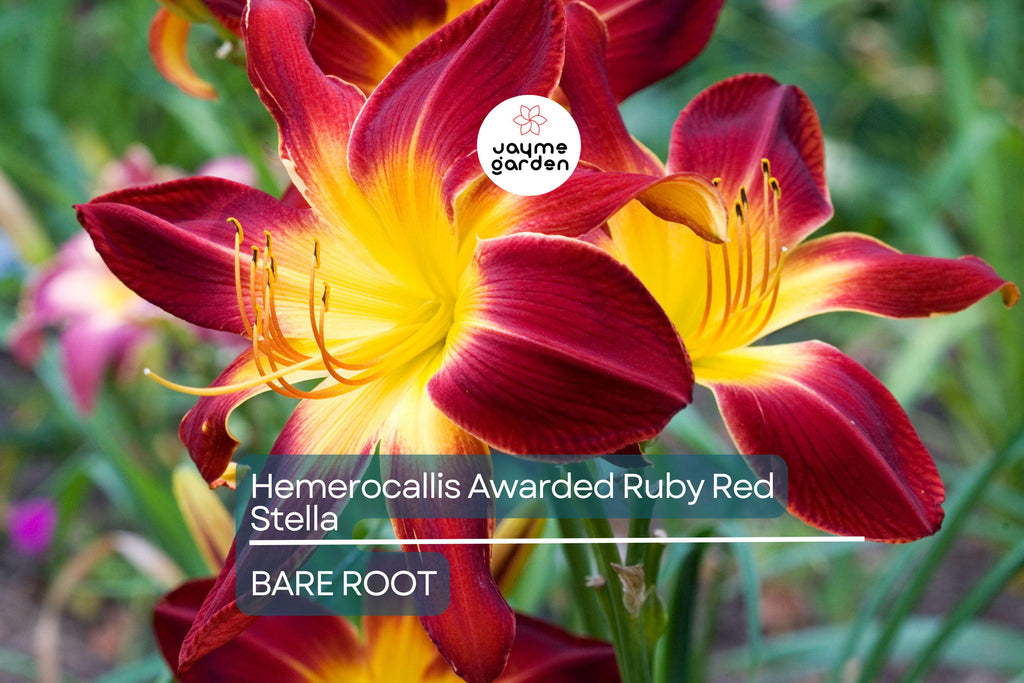 Ruby Stella Daylily Bare Root - Award-Winning, Red Blooms, Re-Blooming, Drought-Tolerant, USDA Zones 3-9