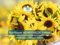 100 Seeds Sunflower HENRY WILDE Yellow (Helianthus annuus), Multiple Blooms, Attracts Birds, Bees & Butterflies, Perfect for Garden, Non-GMO