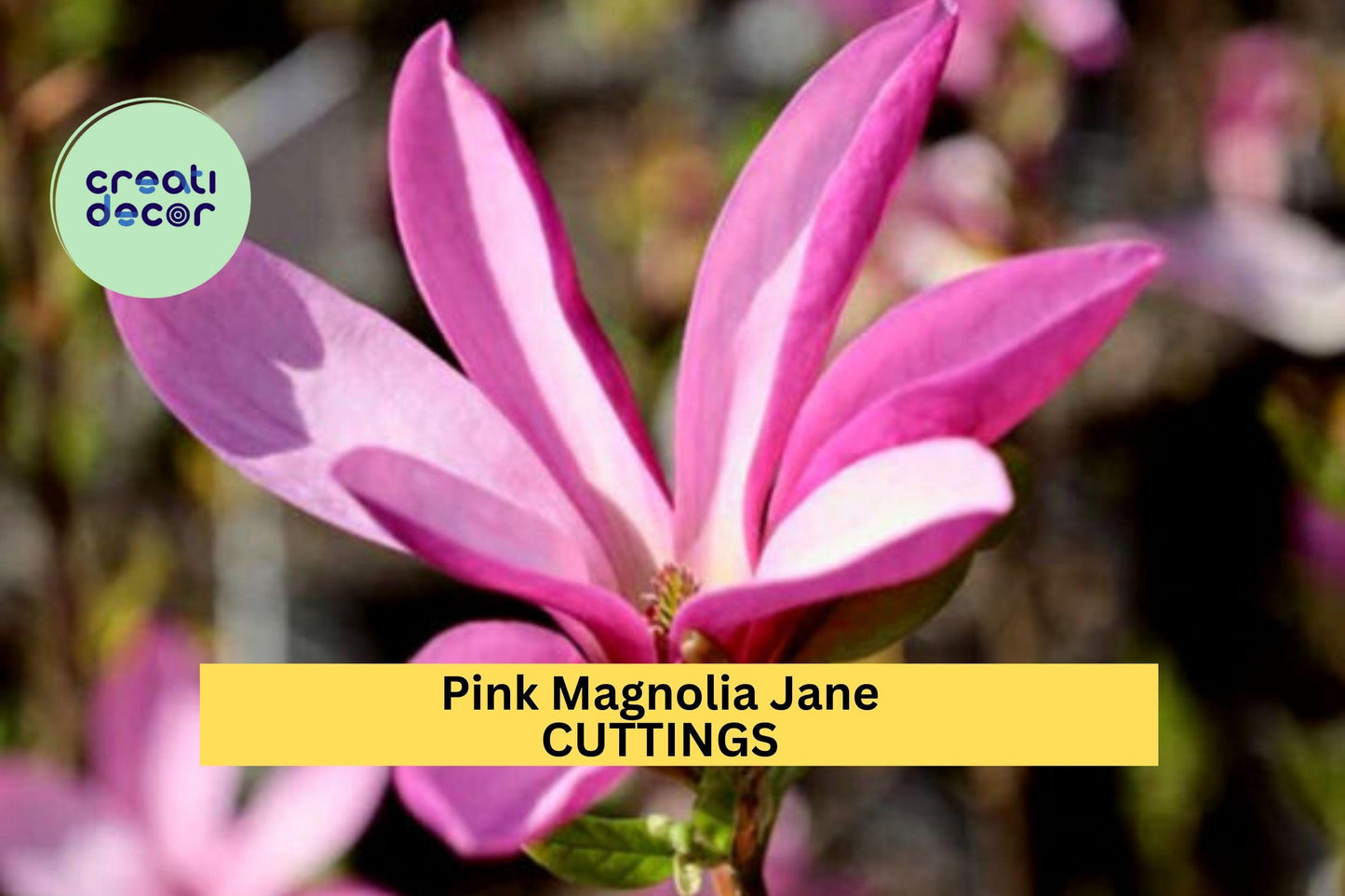 10 Pink Magnolia ‘Jane’ Cuttings – Fresh Live Starts for Garden Planting, Compact Spring-Blooming Tree with Tulip-Shaped Flowers – USA